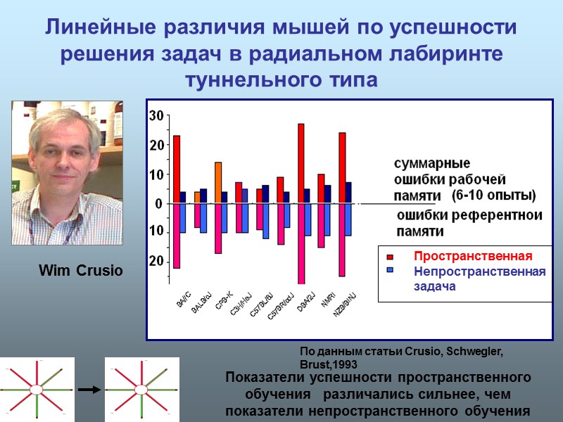 Линейные различия мышей по успешности решения задач в радиальном лабиринте туннельного типа Показатели успешности